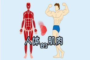 苟文强《51块肌肉解剖课》视频-了解肌肉全况
