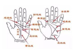 《传统手相结合西方占星理论》0基础入门到精通+真人案例