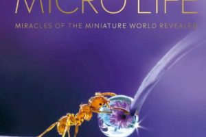 DK探索微观世界的科普巨作 DK Micro Life：Miracles of the Miniature World PDF下载
