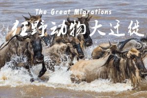 《动物大迁徙》儿童自然科普纪录片共10集 网课视频