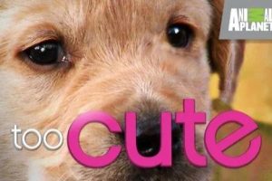 《萌宠成长记 Too Cute! 》1-3季全动物世界纪录片