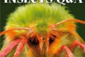 DK昆虫世界百科 DK Incredible Insects Q A 高清PDF